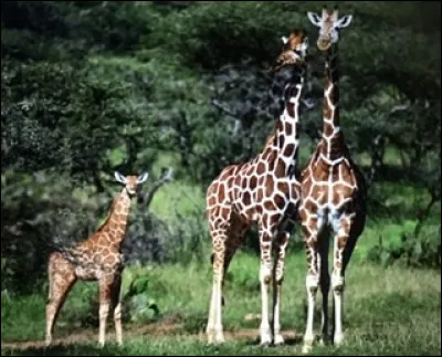 Quel est cet animal ?