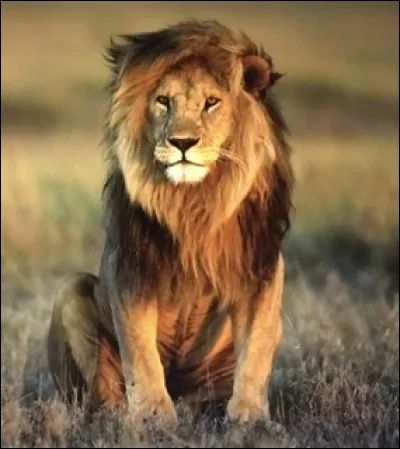 Quel est cet animal ?