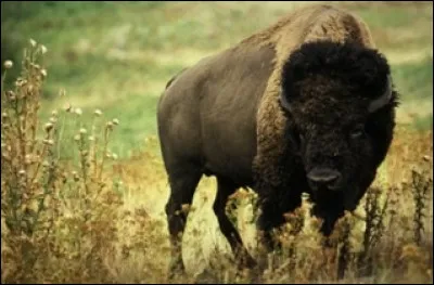 Quel est cet animal ?