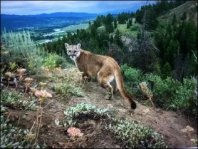 Quel est cet animal ?