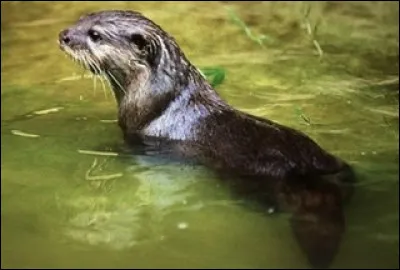 Quel est cet animal ?