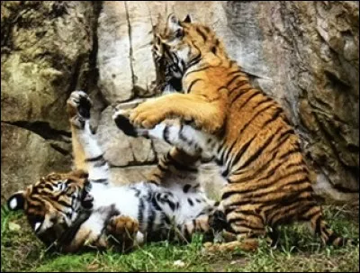 Quel est cet animal ?