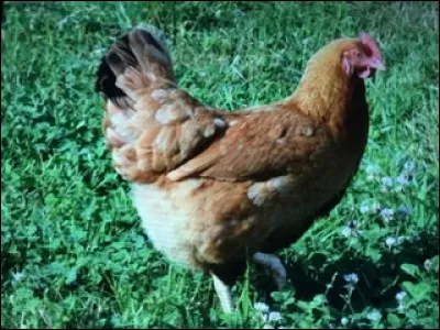 Quel est cet animal ?