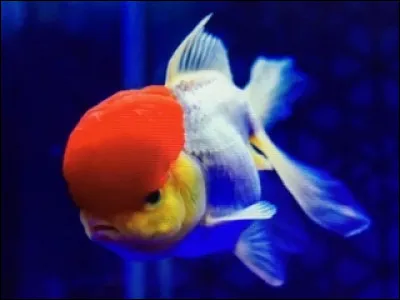 Quel est cet animal ?