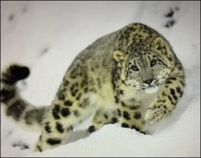 Quel est cet animal ?