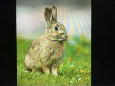 Quel est cet animal ?