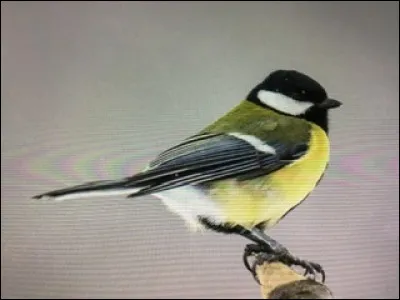 Quel est cet animal ?