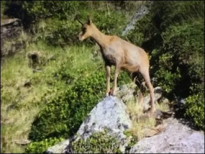 Quel est cet animal ?