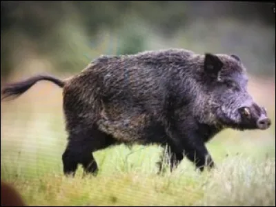 Quel est cet animal ?