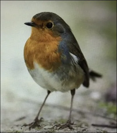 Quel est cet animal ?