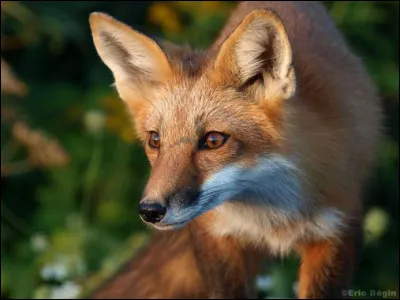 C'est l'histoire d'un renard et d'un loup.