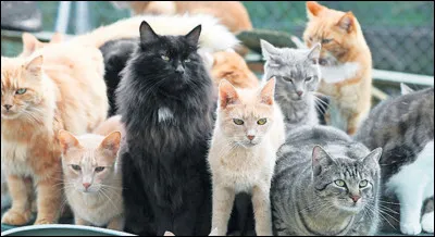 Les chats du refuge de Saxon sont des ...