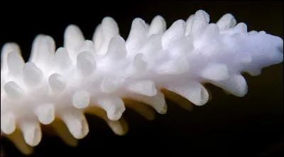Le corail brûle avant de mourir.