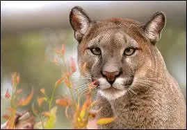 Le puma est en ralit un flin arboricole : il vit donc essentiellement dans les arbres.