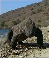 Le plus grand lzard vivant du monde, le dragon de Komodo, peut peser jusqu' 160 kilogrammes.