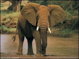 Entre 1970 et 1980, près de deux millions d'éléphants ont disparu. En Afrique, de nos jours, il n'en reste plus que 500 000.