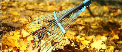 Les arbres ont perdu toutes ........ feuilles.