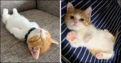 Tu ....... si adorable !