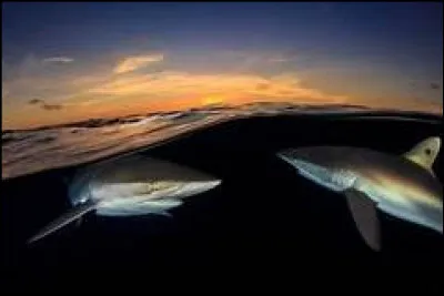 Parfois, le requin blanc attaque les surfeurs car la forme de leur planche ressemble à un phoque.