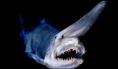 Que ne fait pas le requin blanc quand il s'énerve devant un adversaire ?