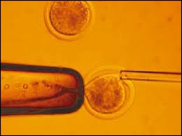 Le clonage d'embryons d'être humains est autorisé en Grande Bretagne mais uniquement à des fins thérapeutiques.