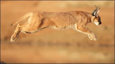 Il peut faire des bonds de :