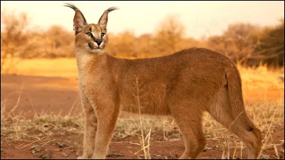 À combien s'estime la durée de vie d'un caracal dans la nature ?