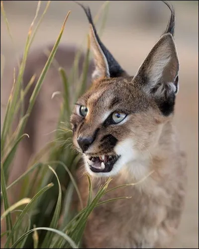 Quel fruit peut-il manger ?