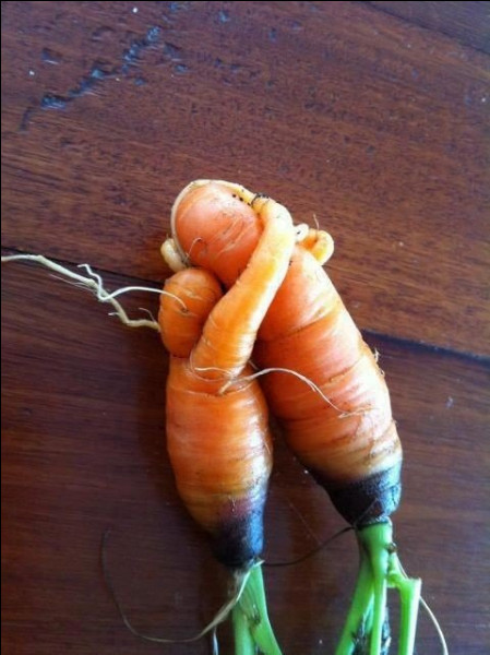 Que font ces deux carottes ?