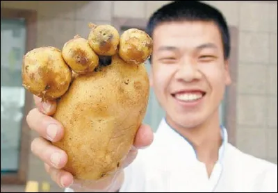 À quoi ressemble cette pomme de terre ?