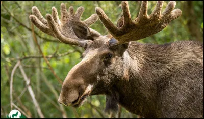 Que pouvons-nous utiliser pour économiser notre force ?