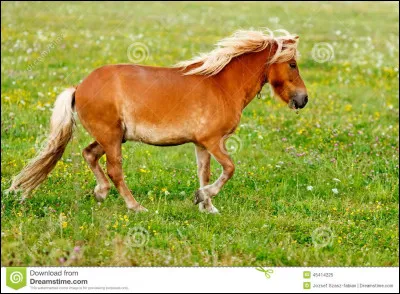 Quelle race est la plus petite ?