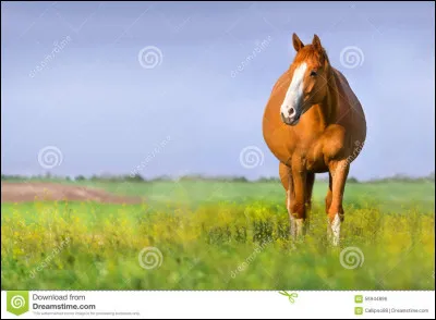 Combien de temps le poulain reste-t-il dans le ventre de sa maman ?