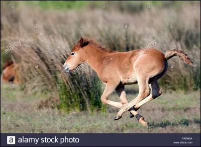 En combien de temps le poulain parvient-il à se mettre debout ?