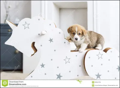 Sont-ils amis avec les chiots ?