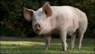 De quel film est tirée cette réplique culte ''Copain, c'est son nom. On l'a appelé copain comme cochon.''