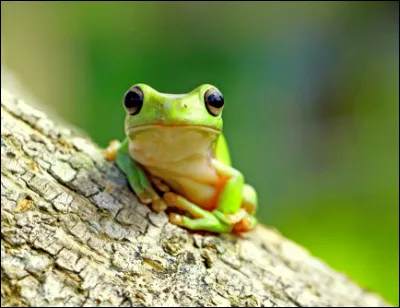 La grenouille ne boit pas.