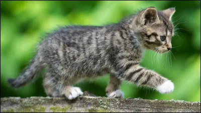 Si vous assistez à la naissance d'un chaton et que vous restez avec lui les dix prochaines minutes, il vous prendra pour sa maman.