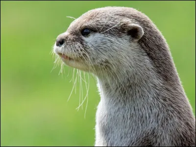 Les loutres aiment les pierres. Elles peuvent emporter leur pierre préférée partout avec elles.