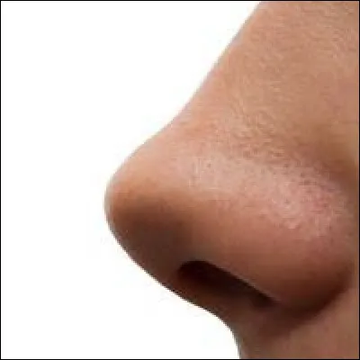 Comment dit-on le mot "nez" en anglais ?