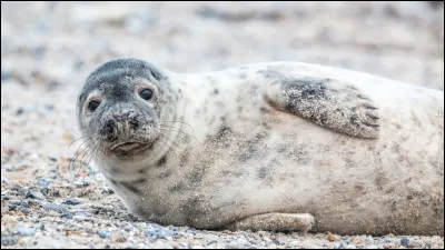 Dans un dictionnaire, le mot "phoque" se situe entre le mot "phonétique" et "photogénique".
