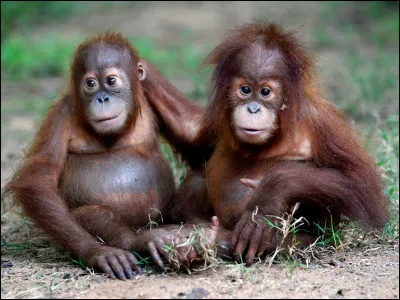 Qui est ton meilleur ami dans la s&eacute;rie ?