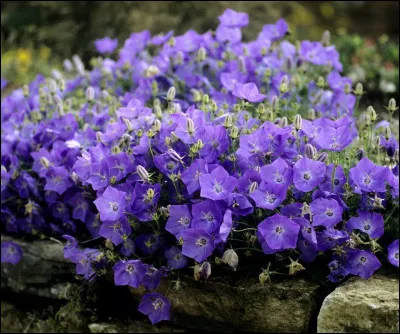 Quelles fleurs apercevons-nous ici ?