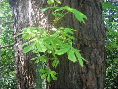 Terminez cette phrase de Guy de Maupassant : "De toutes les passions, la seule vraiment respectable me paraît être la"