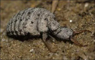 Quel animal a une larve qui creuse un pige ?