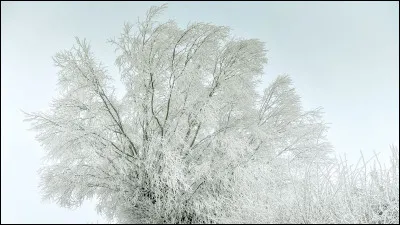 Qui chante le titre "Tombe la neige" ?