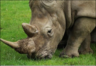 Quelles propriétés aurait la corne de rhinocéros ?