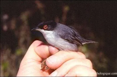 Quel est cet oiseau ?