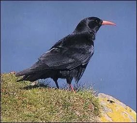 Et enfin, quel est cet oiseau ?