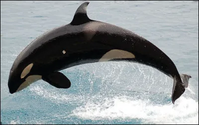 Qu'est-ce que c'est comme animal ?
C'est...